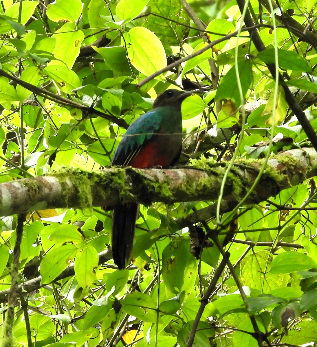 Golden-headed Quetzal - ML634199758