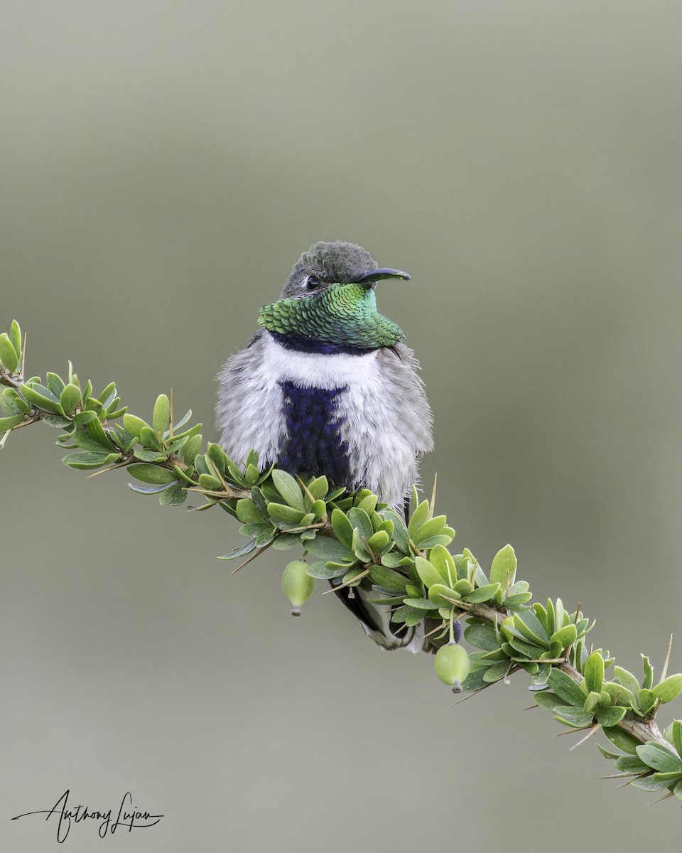 White-sided Hillstar - ML634199761