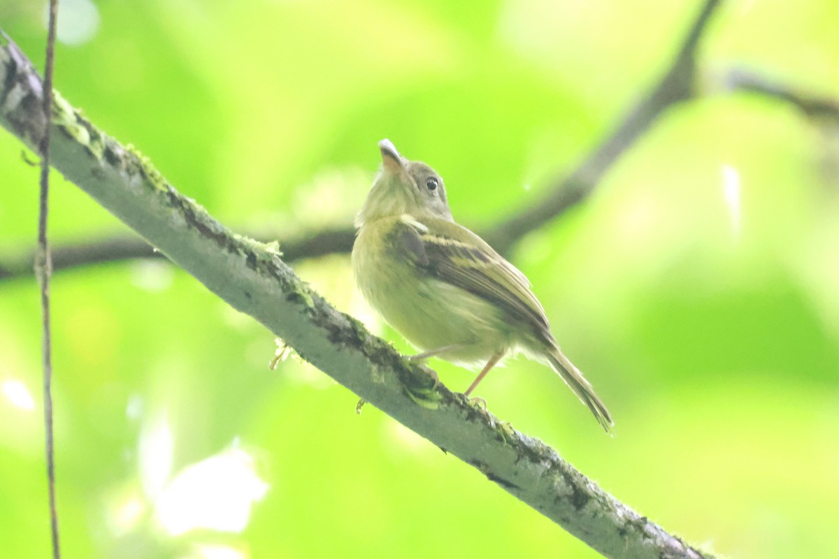 Southern Bentbill - ML634199776
