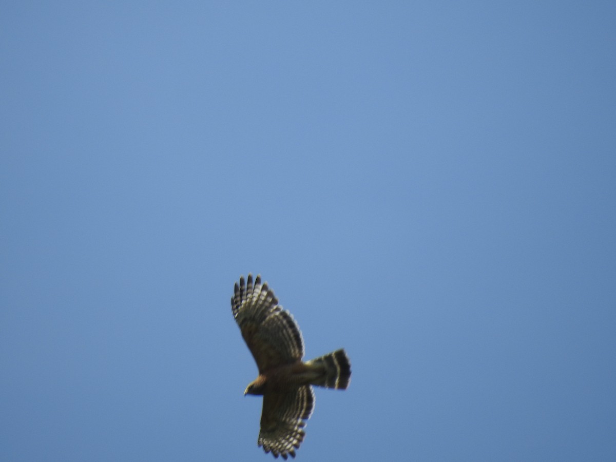 Red-shouldered Hawk - ML634199779