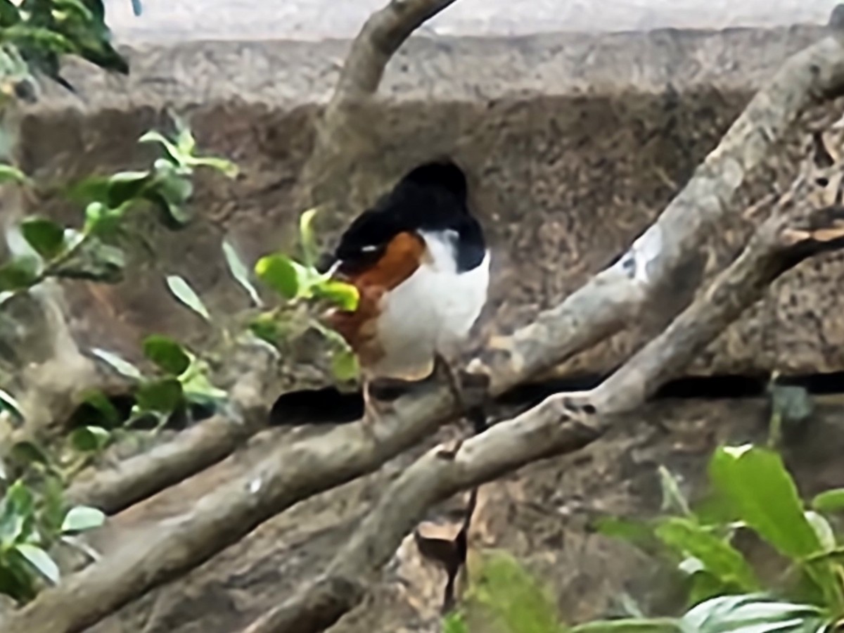 Eastern Towhee - ML634199819