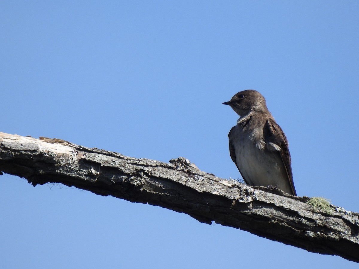 Northern Rough-winged Swallow - ML634199824