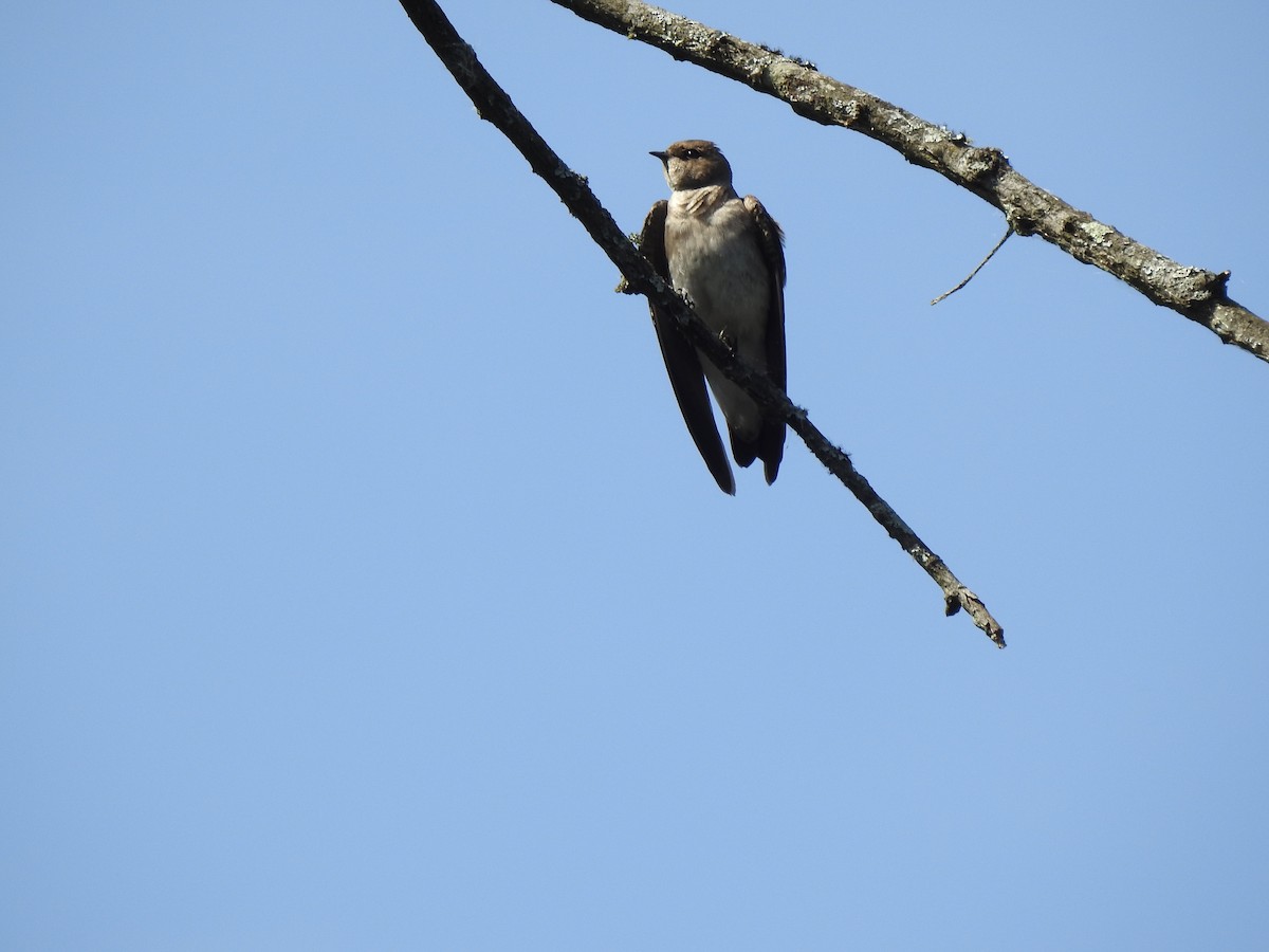 Northern Rough-winged Swallow - ML634199825