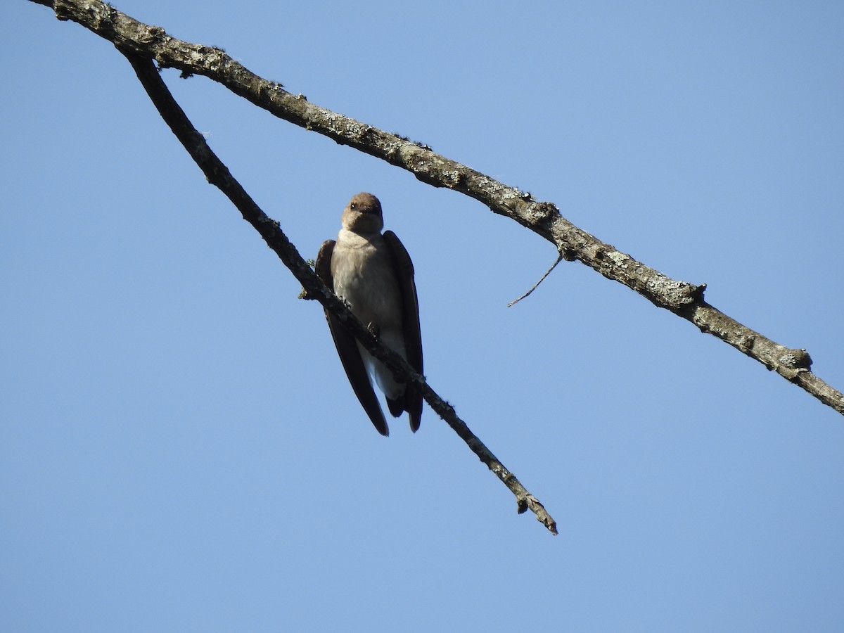 Northern Rough-winged Swallow - ML634199826