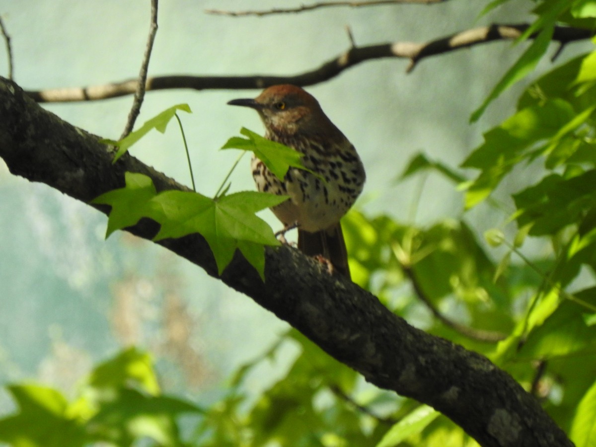 Brown Thrasher - ML634199858