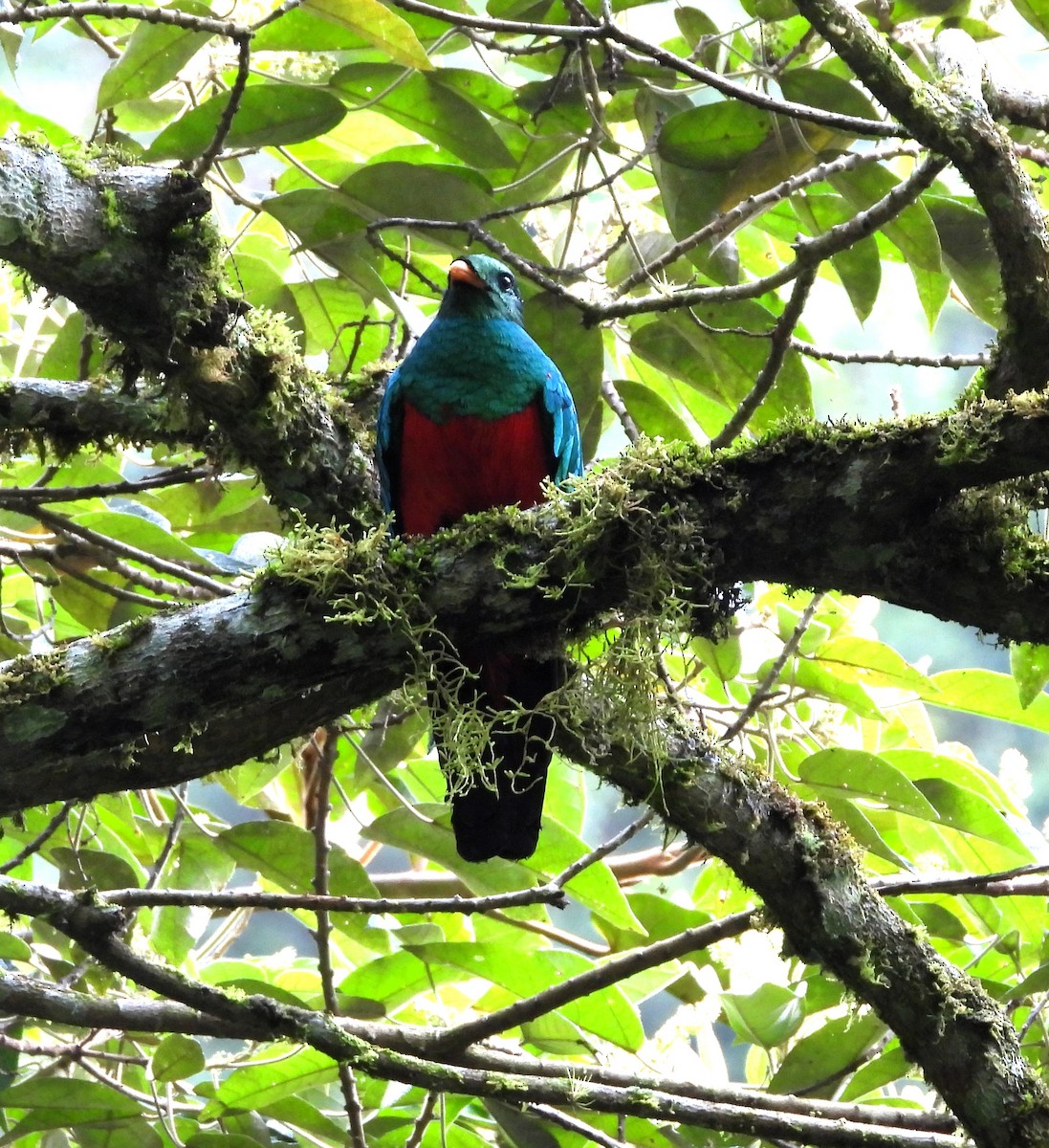 Golden-headed Quetzal - ML634199896