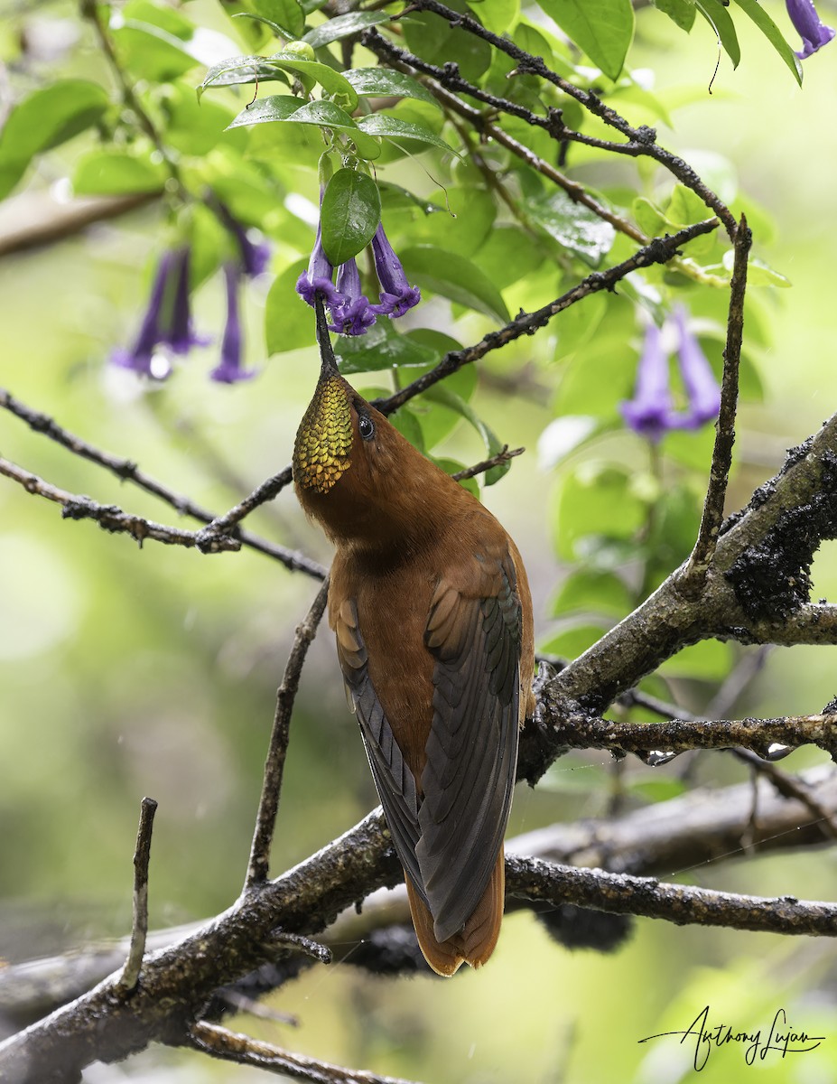 Juan Fernandez Firecrown - ML634199965