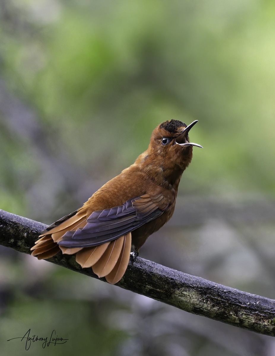 Juan Fernandez Firecrown - ML634199966