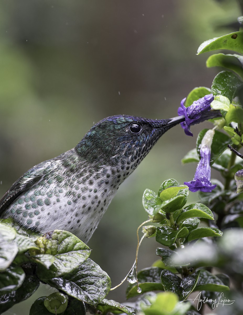 Juan Fernandez Firecrown - ML634199967