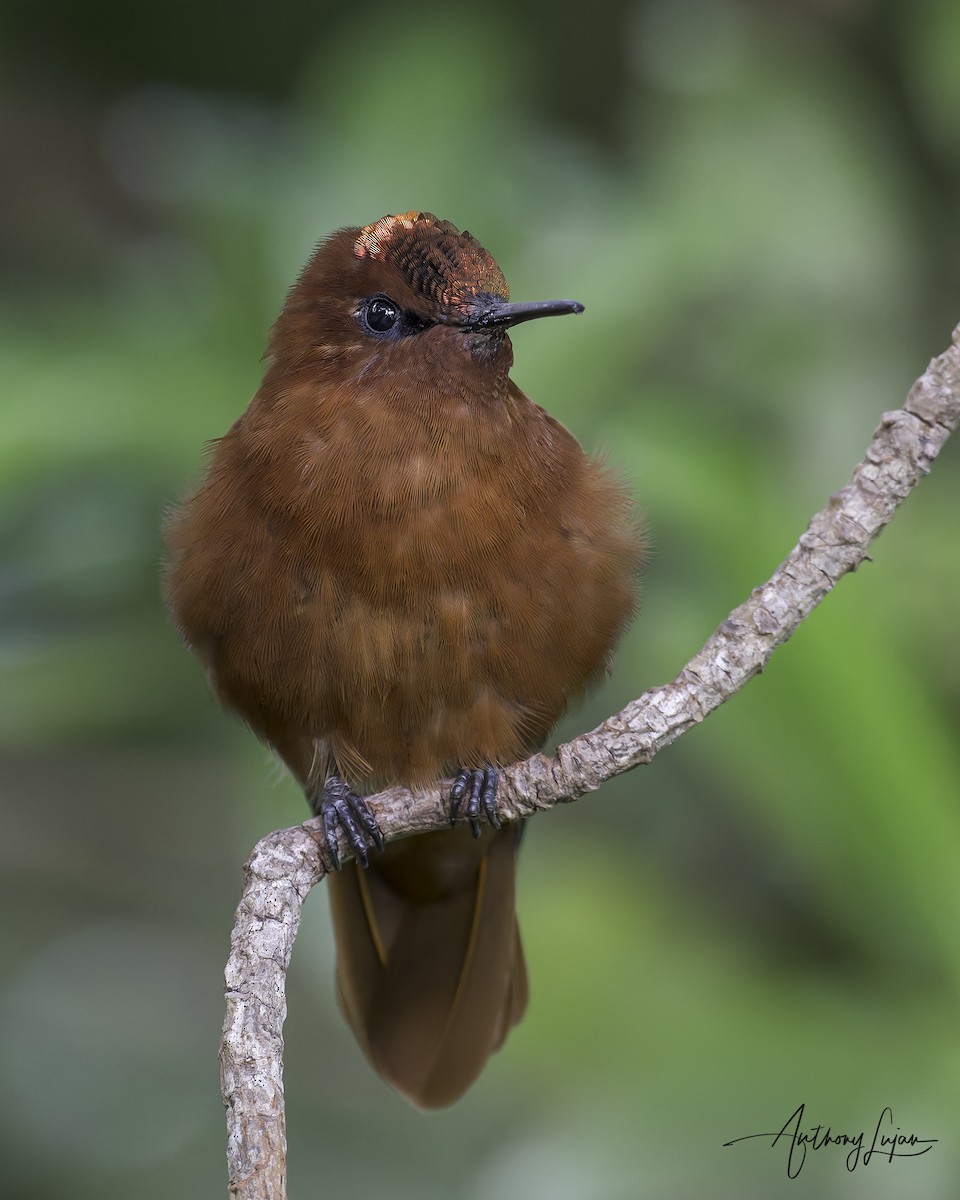 Juan Fernandez Firecrown - ML634200111