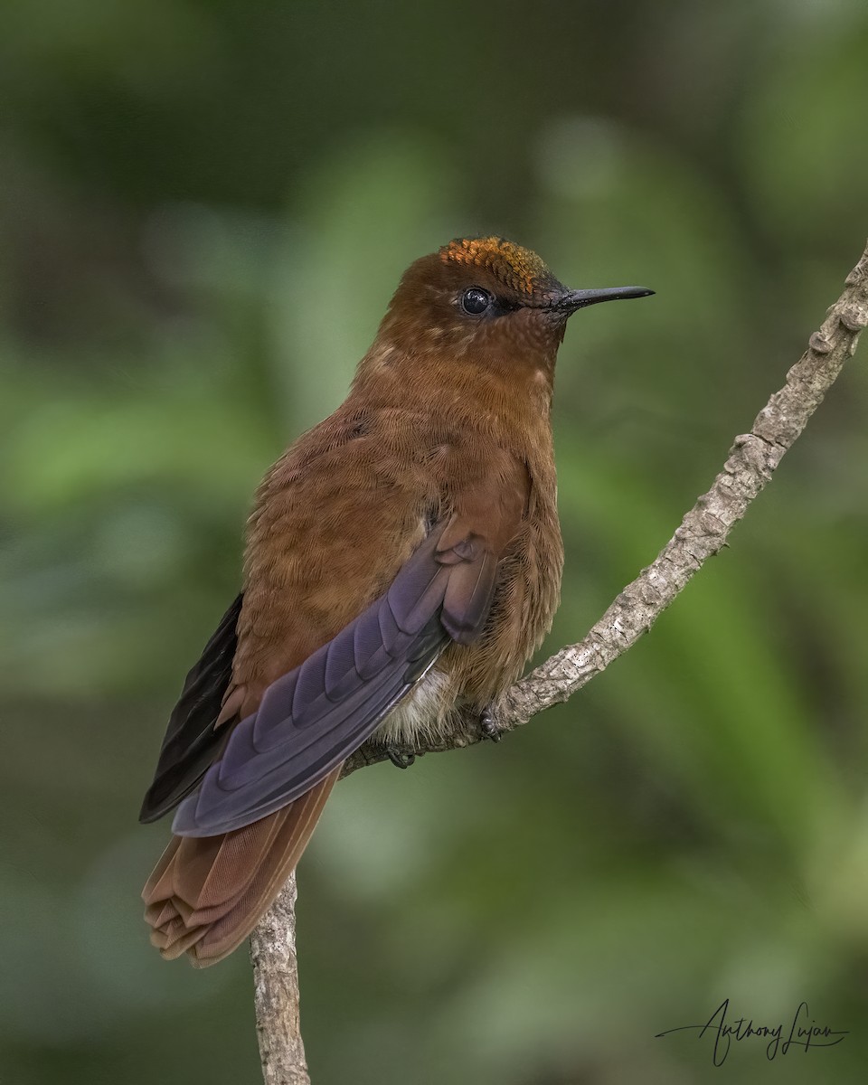 Juan Fernandez Firecrown - ML634200112