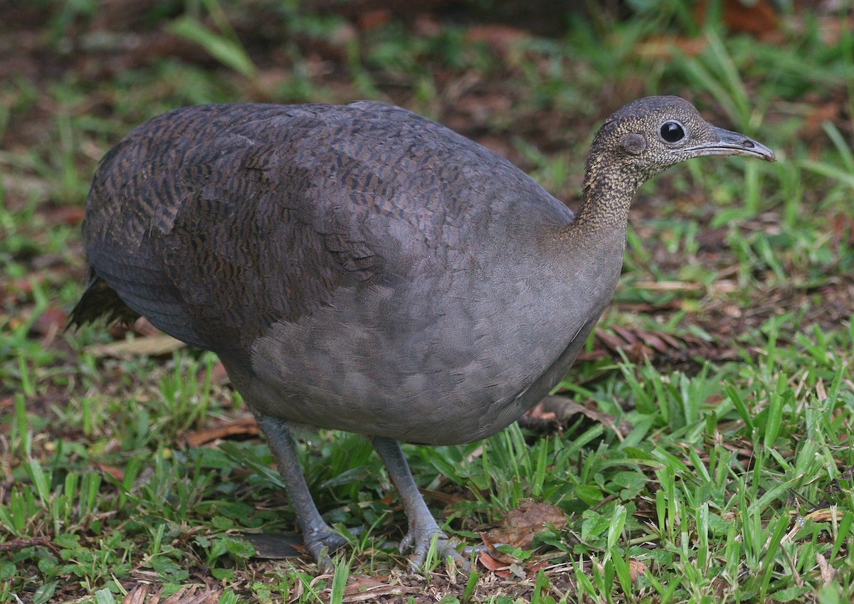 Solitary Tinamou - ML634200299