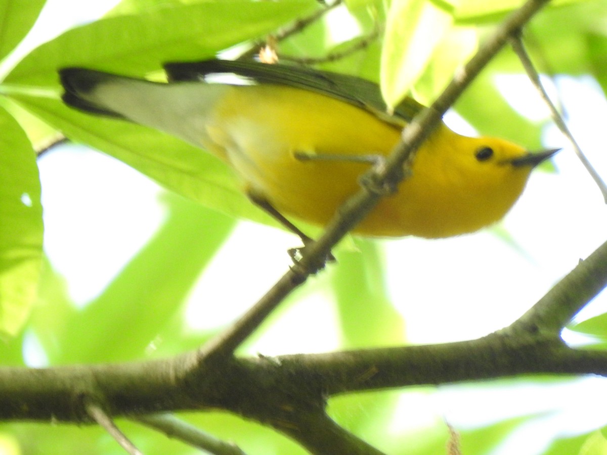 Prothonotary Warbler - ML634200369