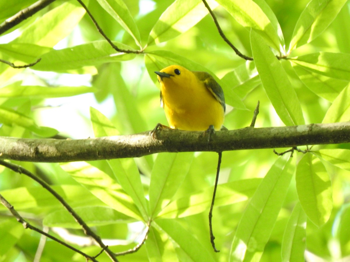 Prothonotary Warbler - ML634200370