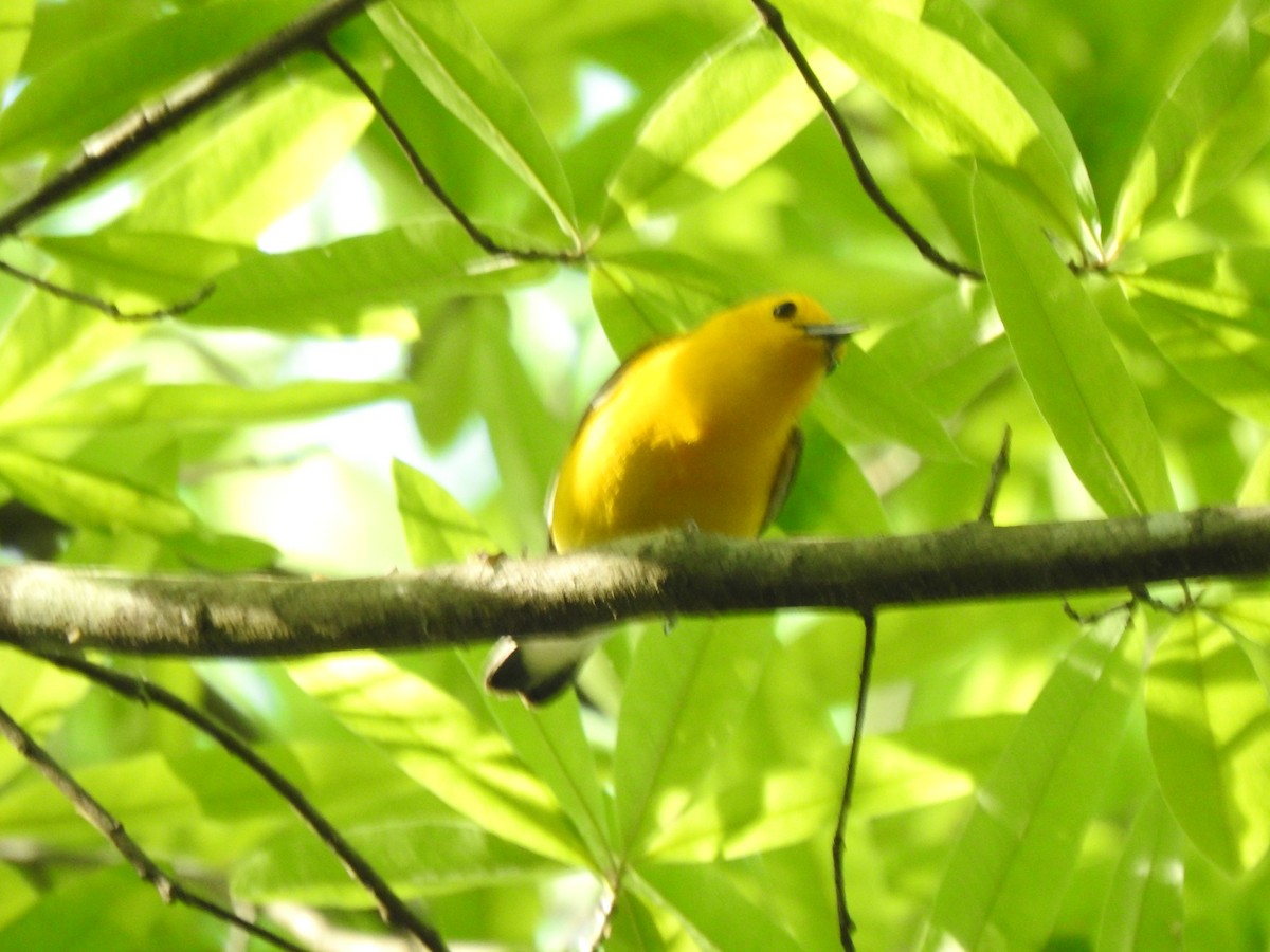 Prothonotary Warbler - ML634200371