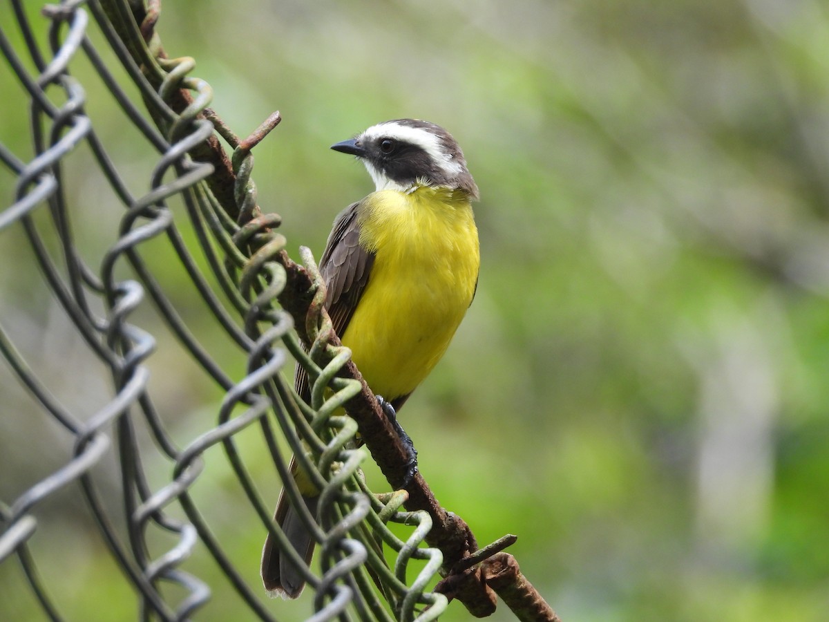 Rusty-margined Flycatcher - ML634200382
