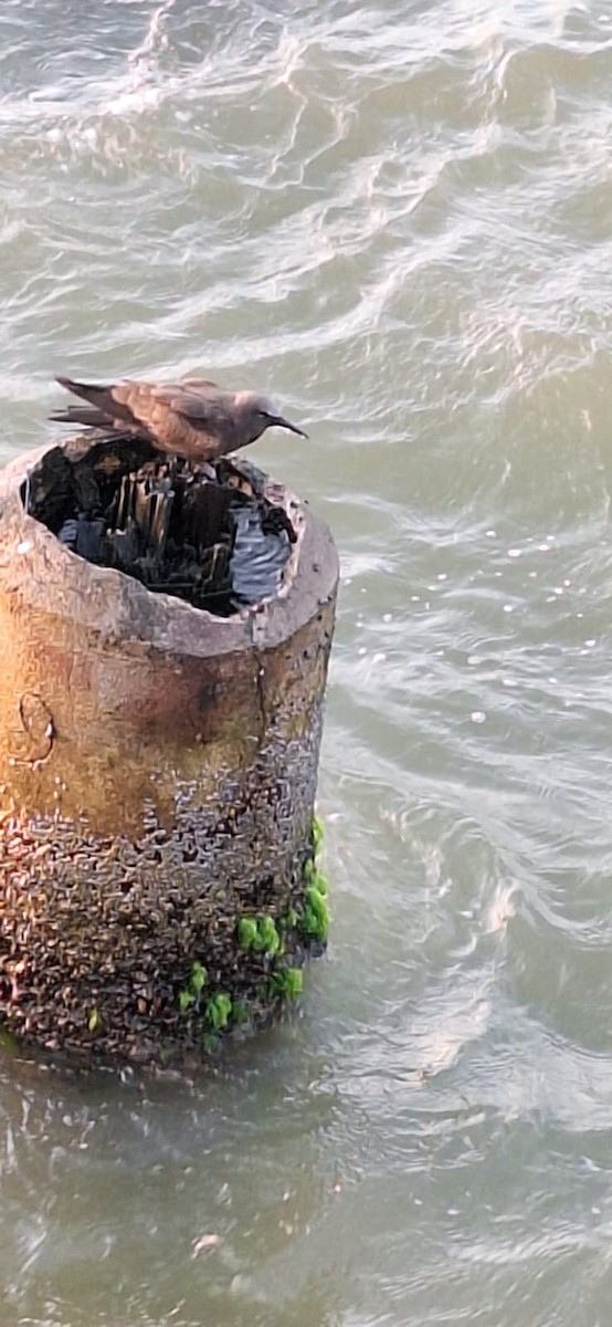 Brown Noddy - ML634200477