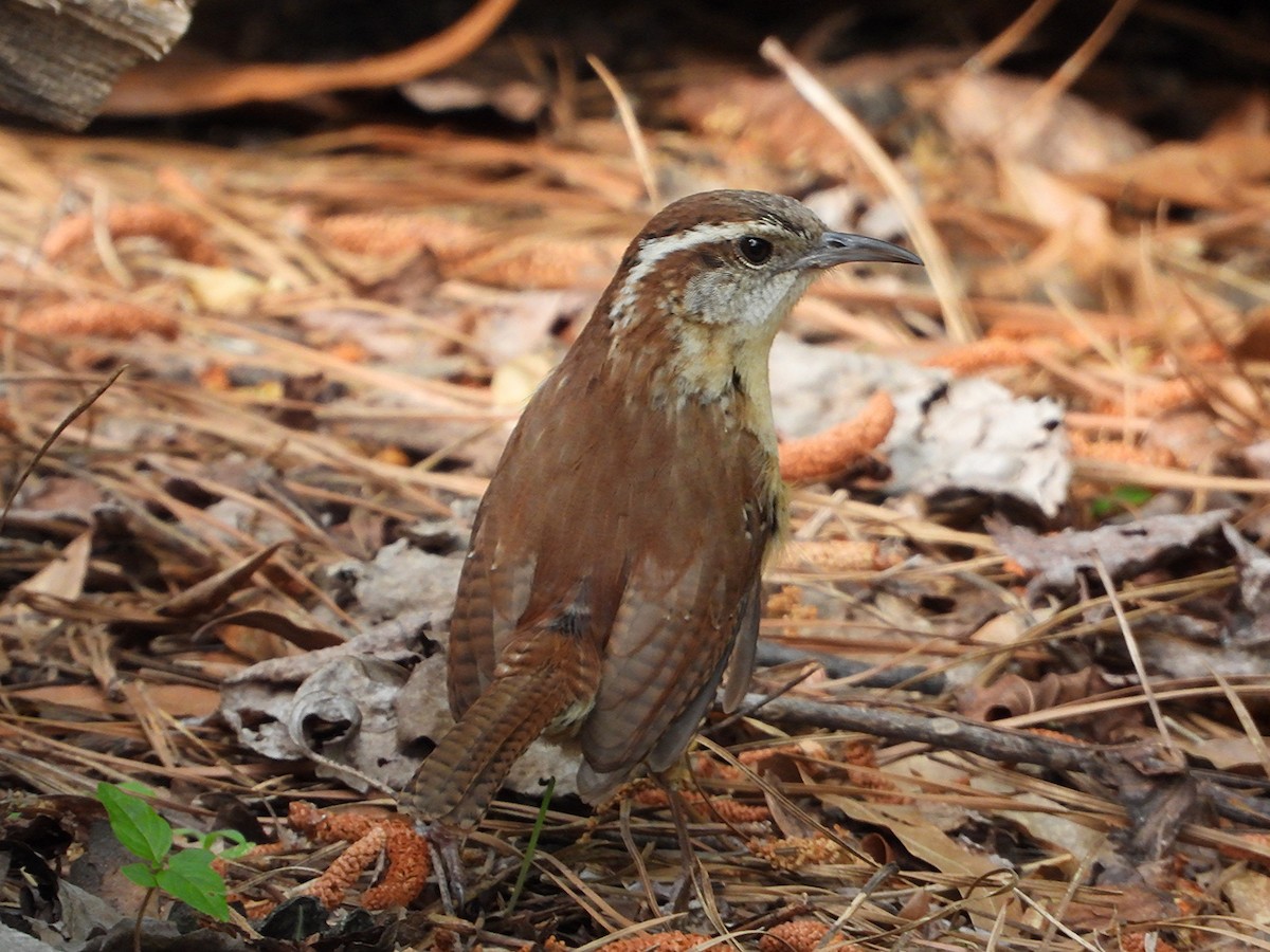 Carolina Wren - ML634200528
