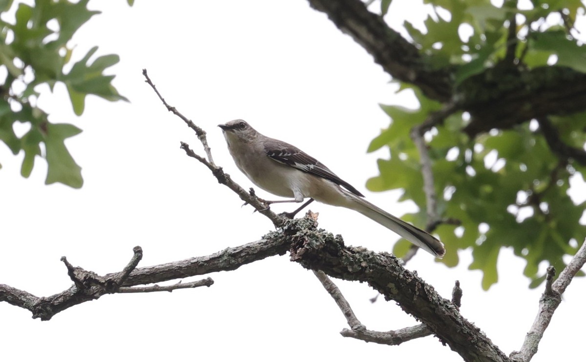 Northern Mockingbird - ML634200597