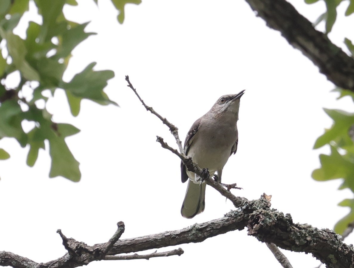 Northern Mockingbird - ML634200598