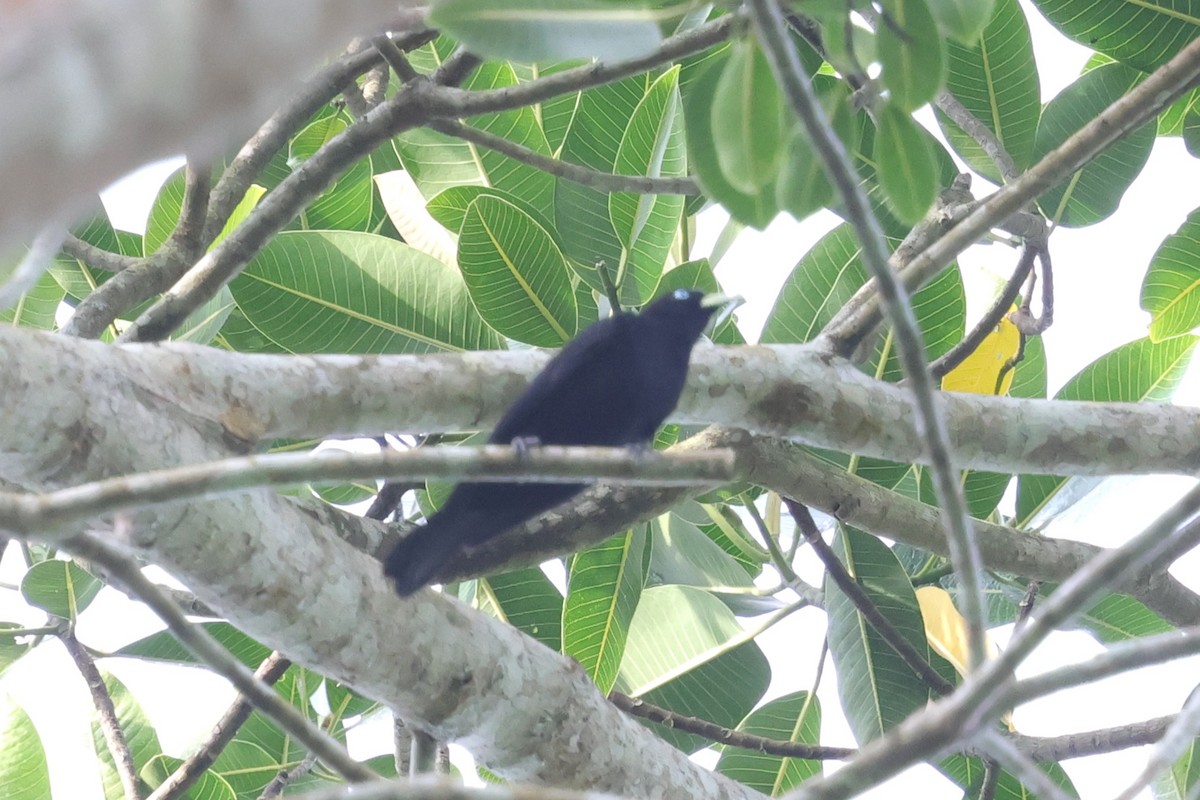 Yellow-billed Cacique - ML634200612
