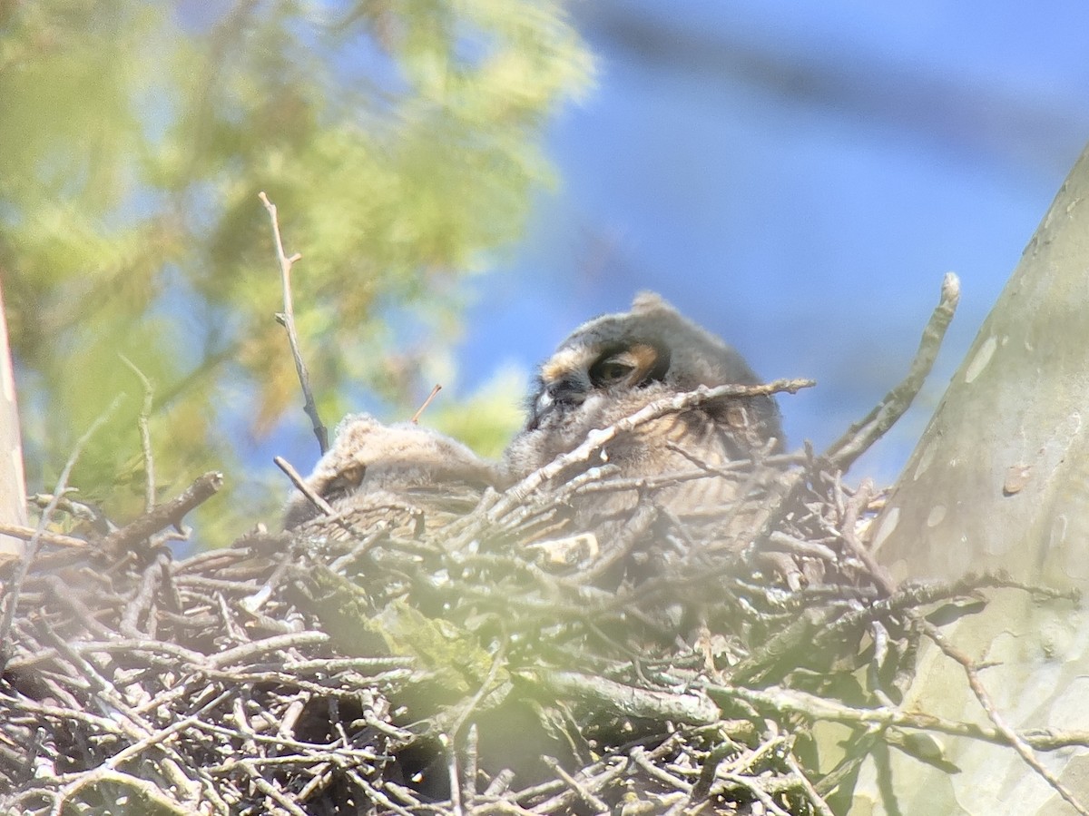 Amerika Puhusu - ML634200729