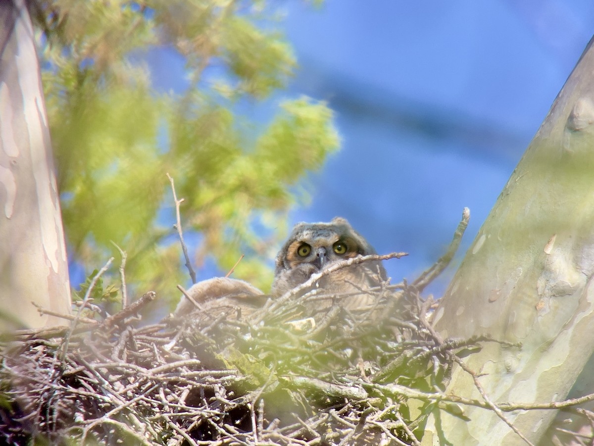 Amerika Puhusu - ML634200730