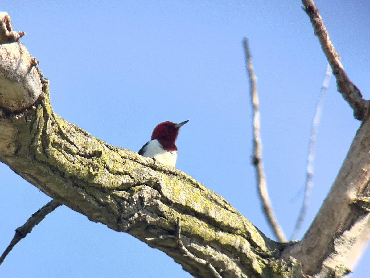 Kırmızı Başlı Ağaçkakan - ML634200792