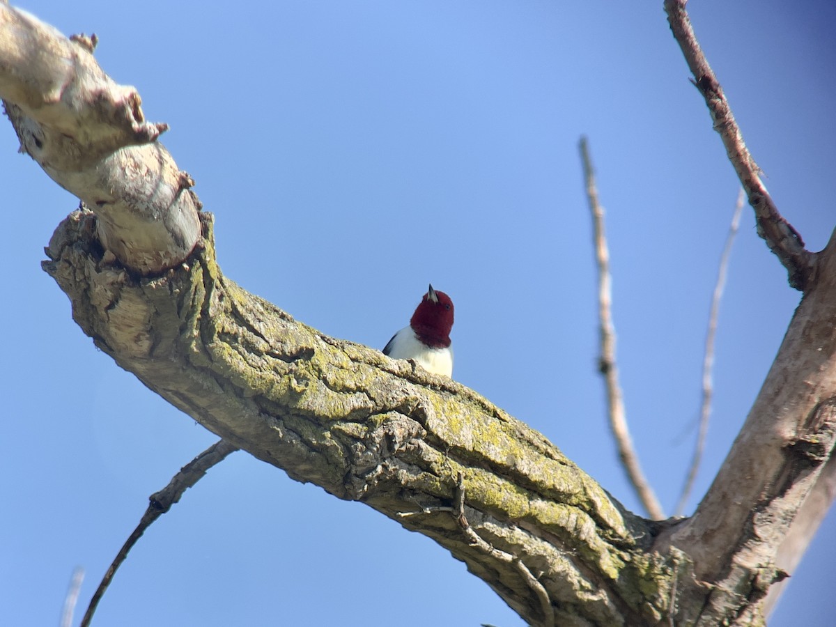 Kırmızı Başlı Ağaçkakan - ML634200793