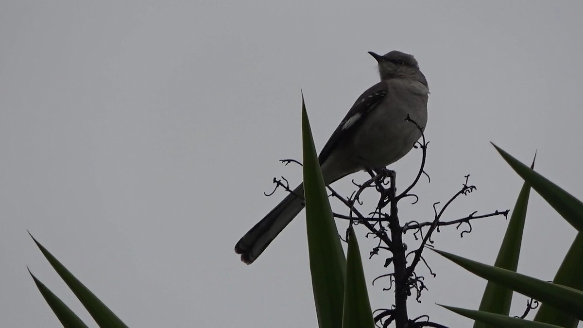 Northern Mockingbird - ML634200804