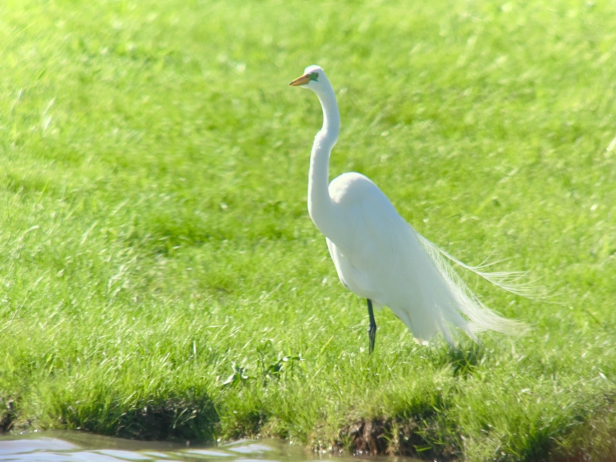 Büyük Ak Balıkçıl - ML634200834