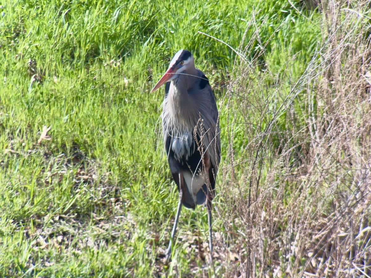 Amerika Gri Balıkçılı - ML634200853