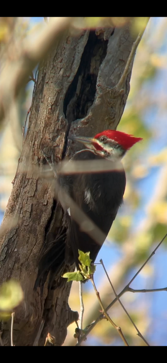 Kuzey Amerika Kara Ağaçkakanı - ML634200911