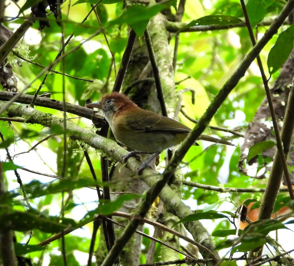 Rufous-naped Greenlet - ML634201024