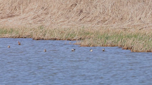 American Avocet - ML634201145