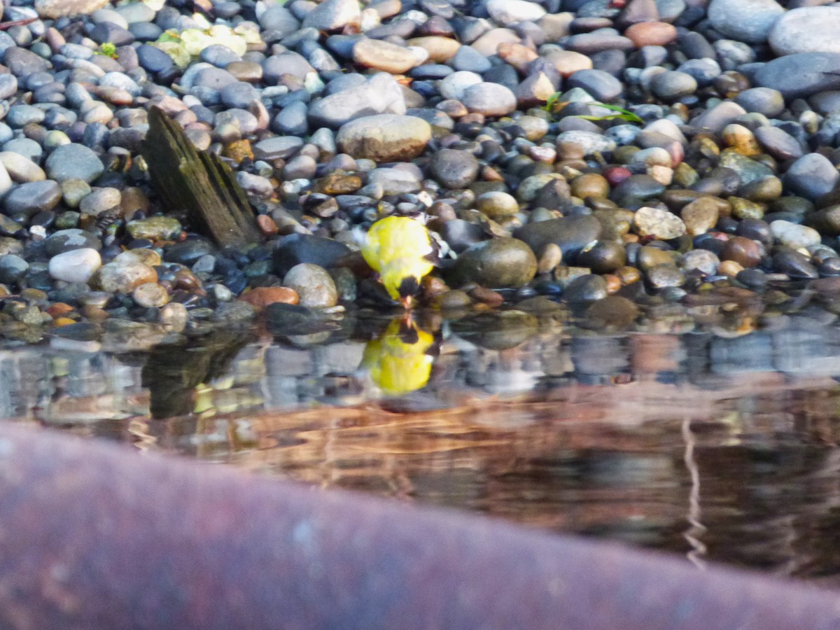 Lesser Goldfinch - ML634201432