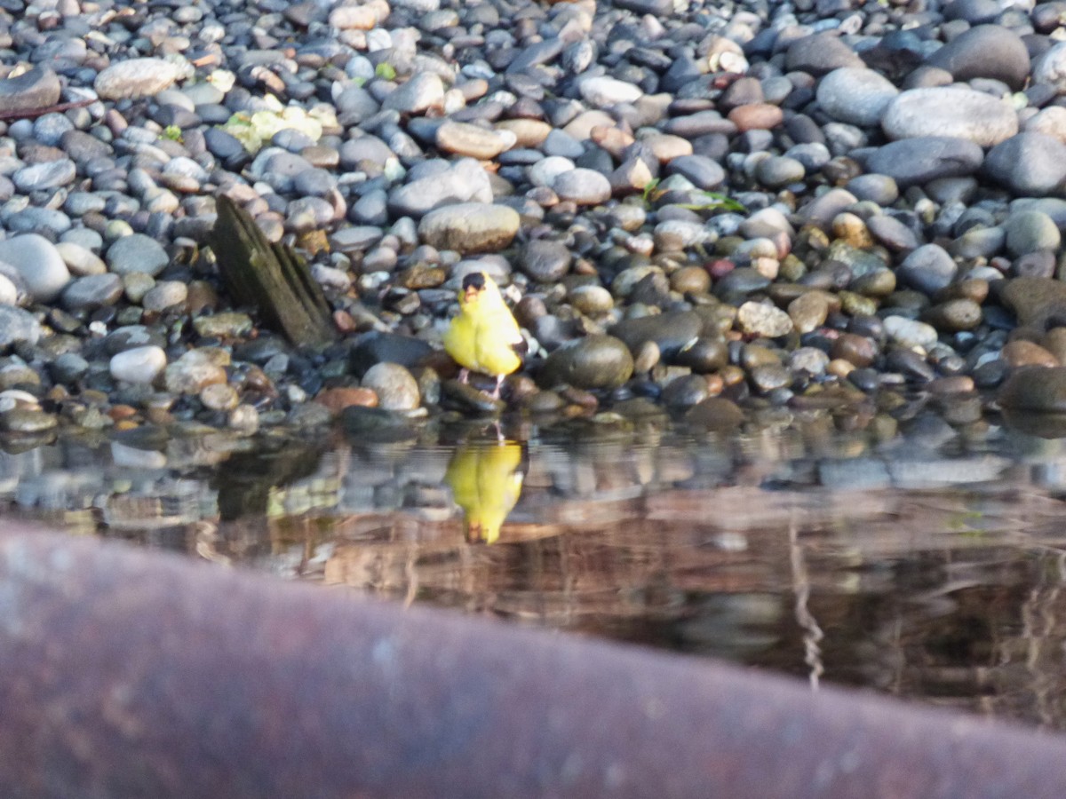 Lesser Goldfinch - ML634201433