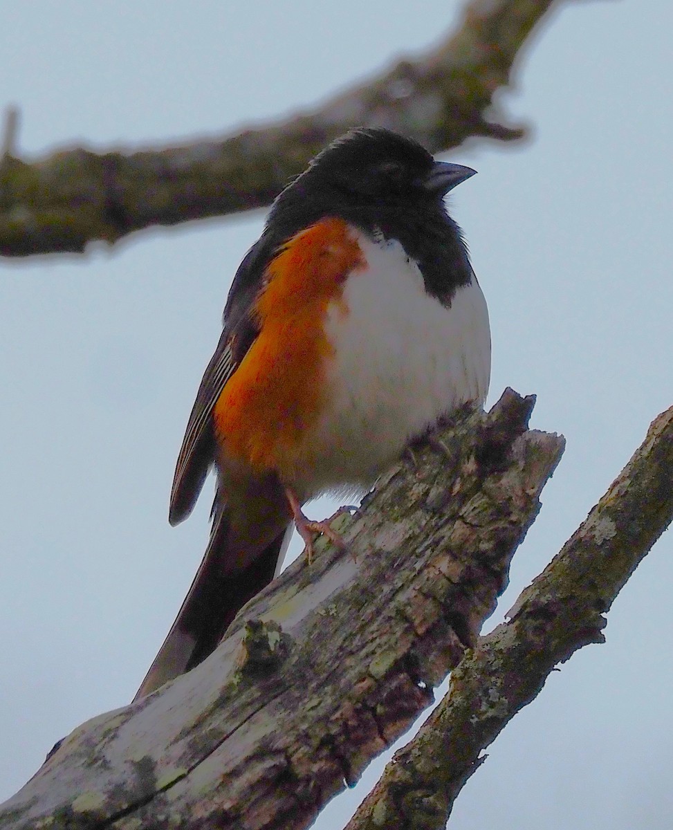 Eastern Towhee - ML634201596