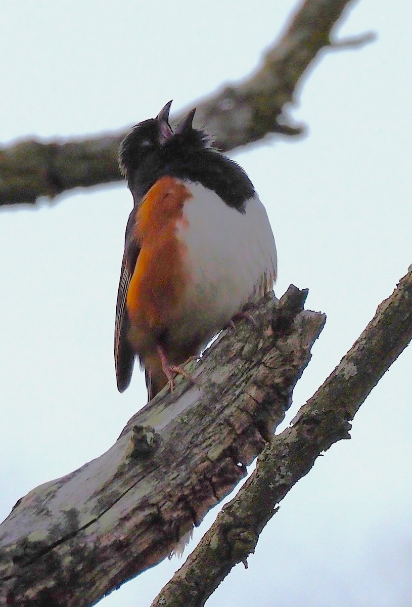 Eastern Towhee - ML634201597