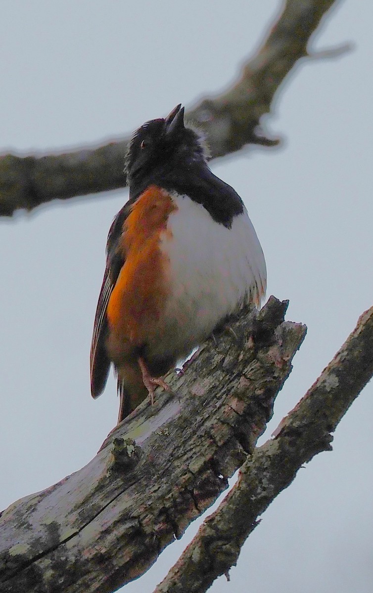 Eastern Towhee - ML634201598