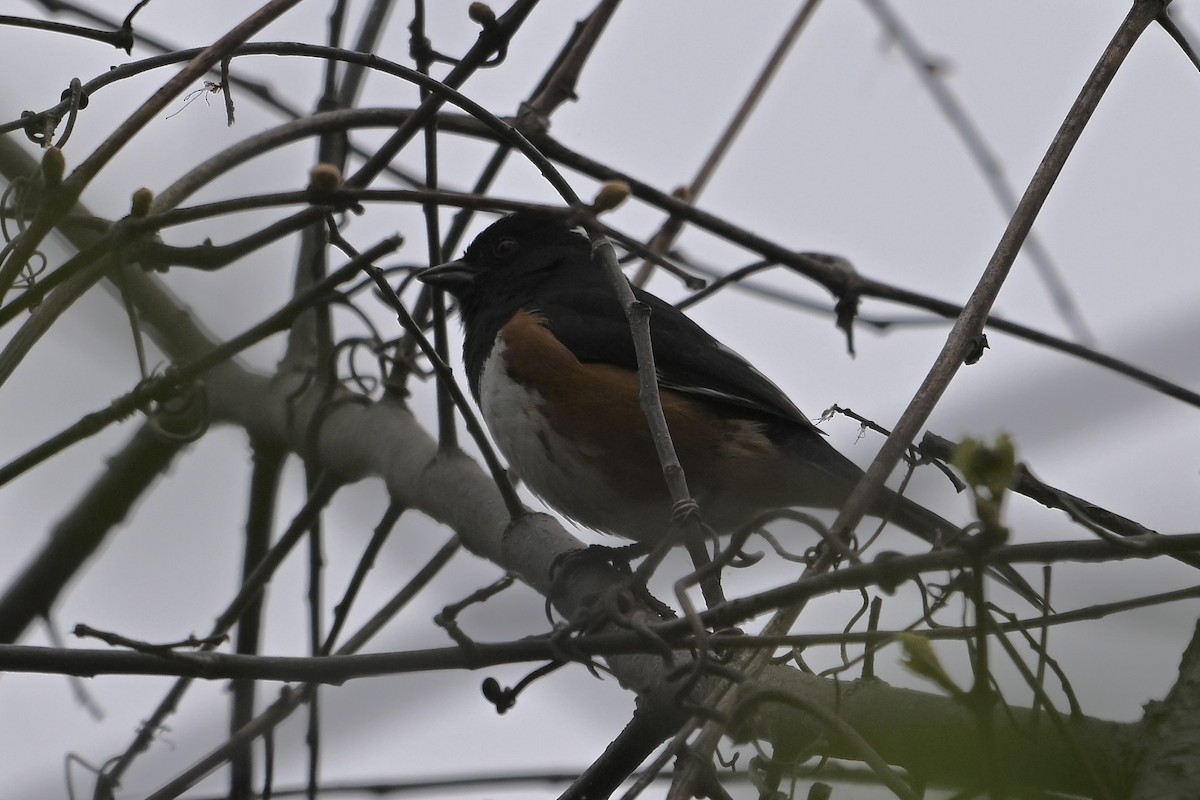Eastern Towhee - ML634201817