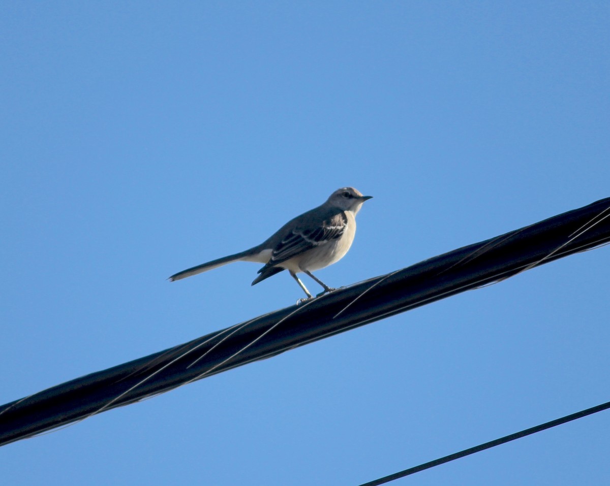 Northern Mockingbird - ML634201860