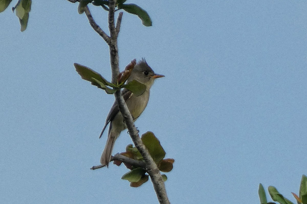 Greater Pewee - ML634202083