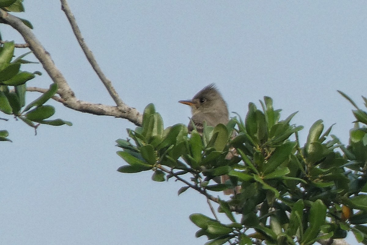 Greater Pewee - ML634202084
