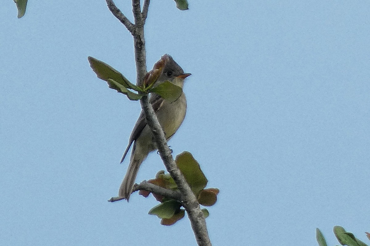 Greater Pewee - ML634202085