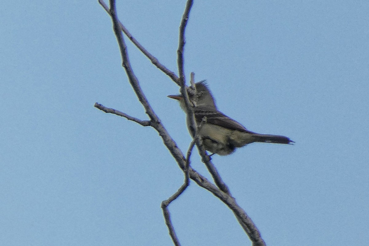 Greater Pewee - ML634202086