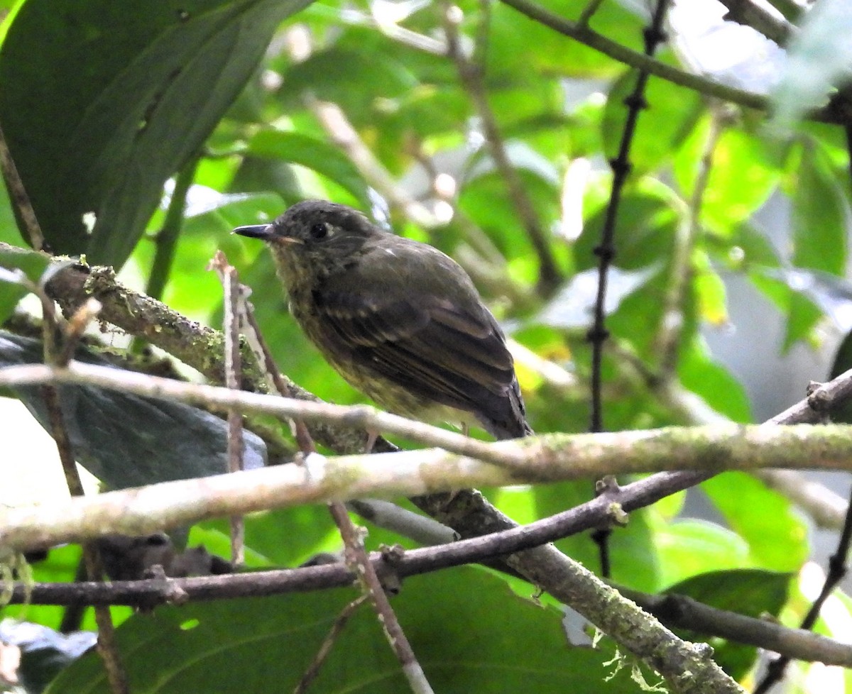 Olive-striped Flycatcher - ML634202110