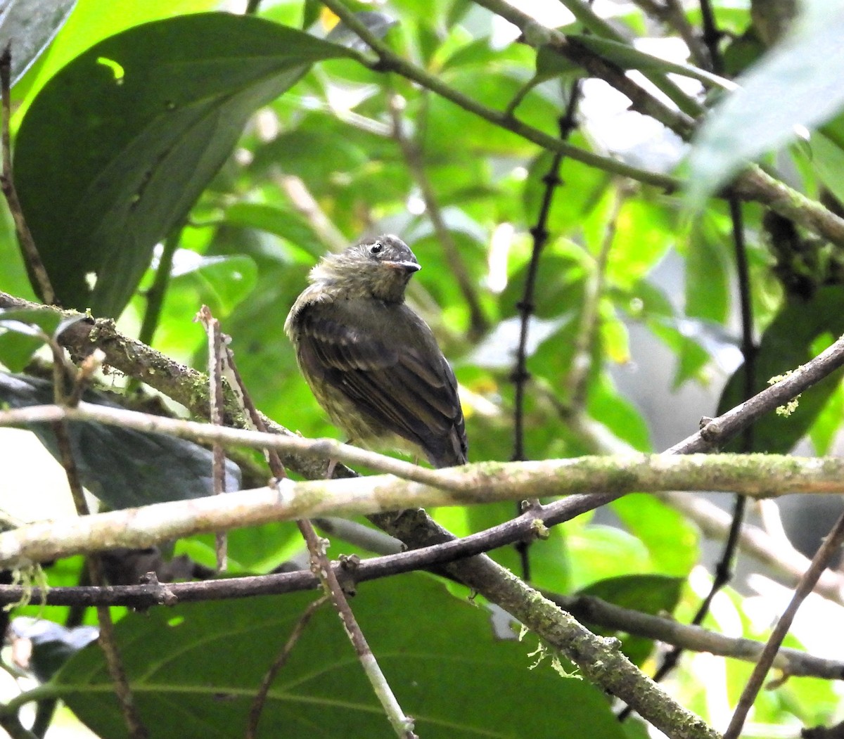 Olive-striped Flycatcher - ML634202111