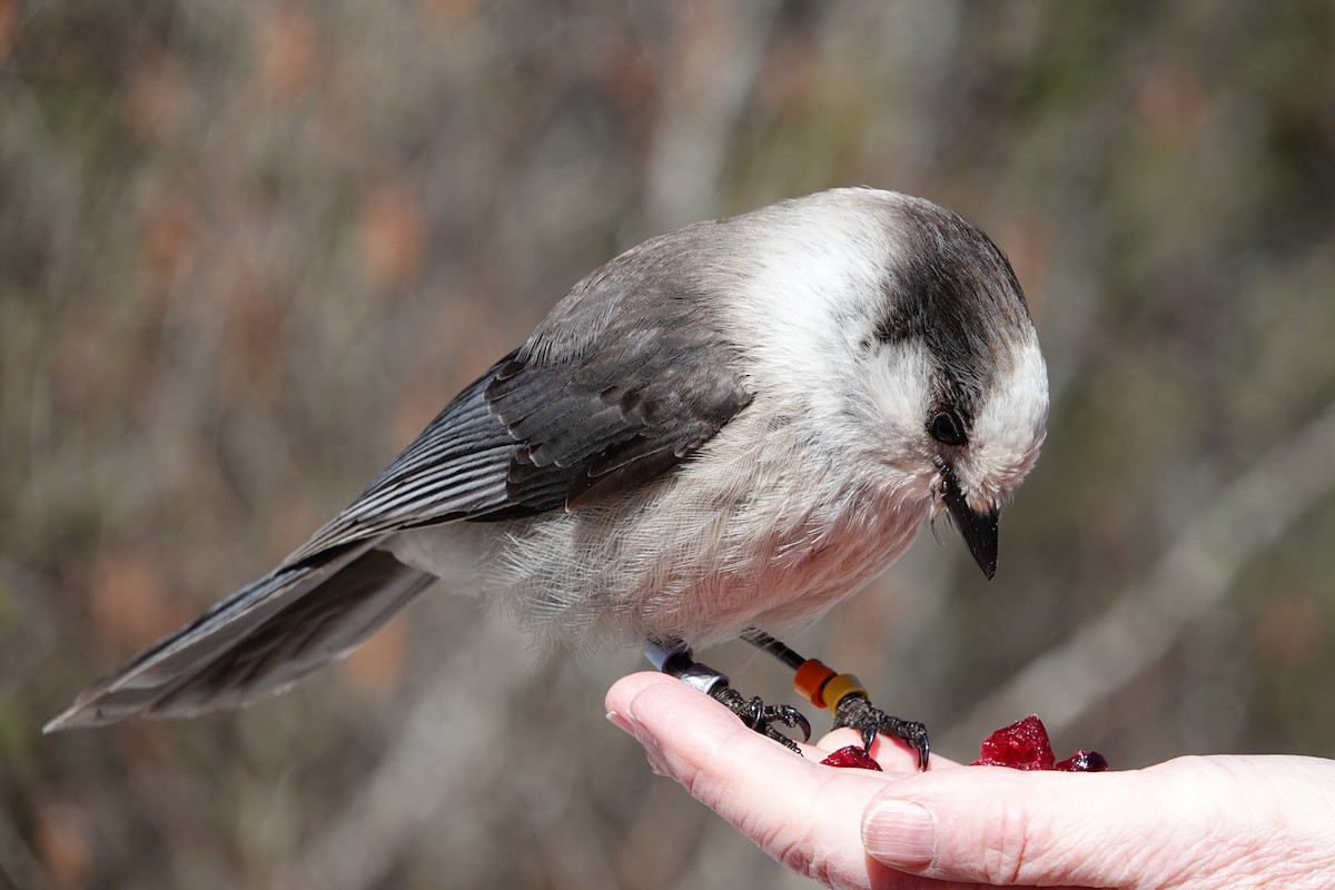 Canada Jay - ML634202195