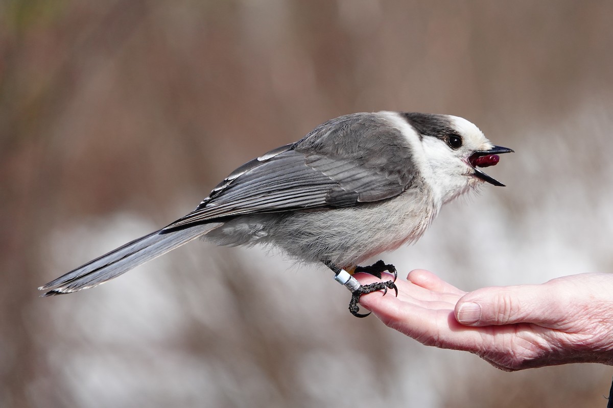 Canada Jay - ML634202196